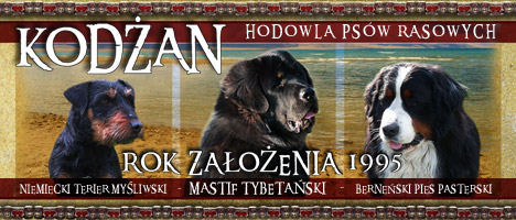 KODŻAN - hodowla psów rasowych